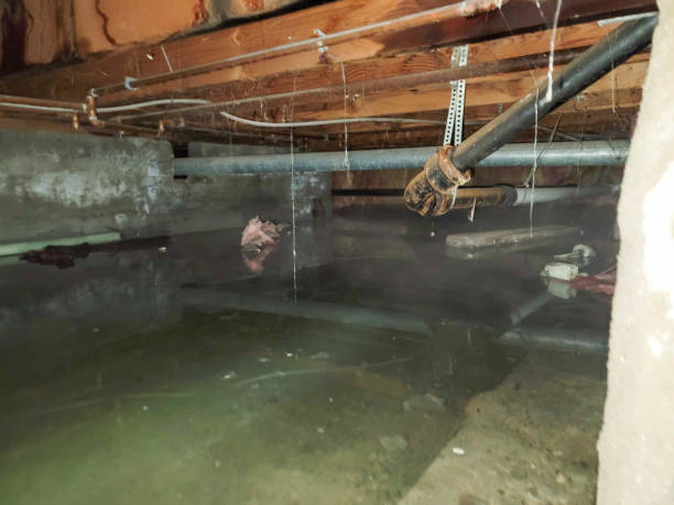 Best Water damage cleanup near me  in North Aurora, IL